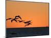 Pelicans Flying at Dusk, Mazatlan, Mexico-Charles Sleicher-Mounted Photographic Print