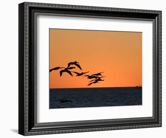 Pelicans Flying at Dusk, Mazatlan, Mexico-Charles Sleicher-Framed Photographic Print