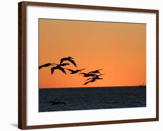 Pelicans Flying at Dusk, Mazatlan, Mexico-Charles Sleicher-Framed Photographic Print