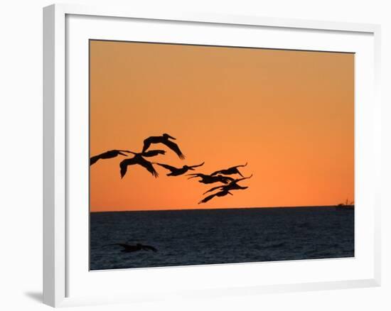 Pelicans Flying at Dusk, Mazatlan, Mexico-Charles Sleicher-Framed Photographic Print