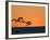 Pelicans Flying at Dusk, Mazatlan, Mexico-Charles Sleicher-Framed Photographic Print