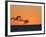 Pelicans Flying at Dusk, Mazatlan, Mexico-Charles Sleicher-Framed Photographic Print