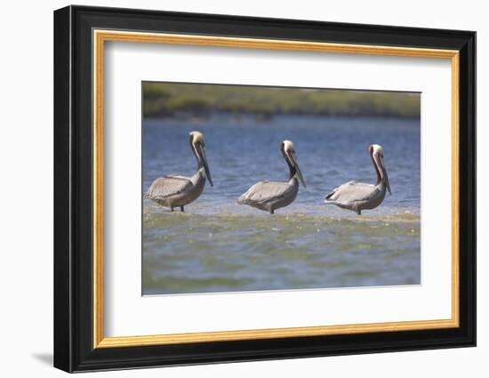 Pelicans Hunting Together-DLILLC-Framed Photographic Print