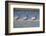 Pelicans Hunting Together-DLILLC-Framed Photographic Print