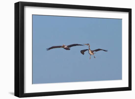 Pelicans in Flight II-Lee Peterson-Framed Photographic Print