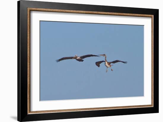 Pelicans in Flight II-Lee Peterson-Framed Photographic Print