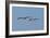 Pelicans in Flight II-Lee Peterson-Framed Photographic Print