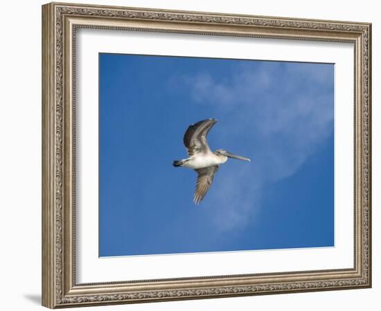 Pelicans in Flight, Sanibel Island, Gulf Coast, Florida, United States of America, North America-Robert Harding-Framed Photographic Print