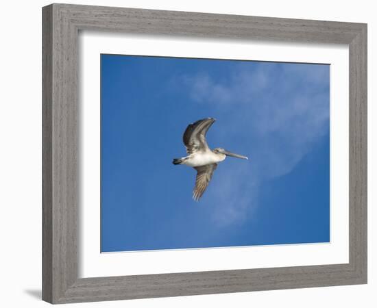 Pelicans in Flight, Sanibel Island, Gulf Coast, Florida, United States of America, North America-Robert Harding-Framed Photographic Print