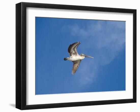 Pelicans in Flight, Sanibel Island, Gulf Coast, Florida, United States of America, North America-Robert Harding-Framed Photographic Print