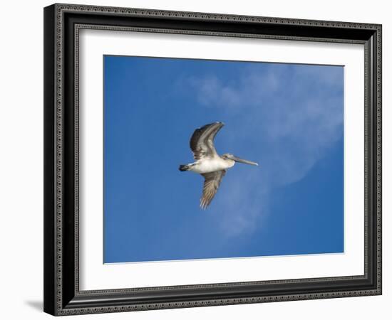 Pelicans in Flight, Sanibel Island, Gulf Coast, Florida, United States of America, North America-Robert Harding-Framed Photographic Print