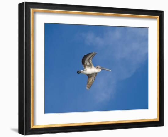 Pelicans in Flight, Sanibel Island, Gulf Coast, Florida, United States of America, North America-Robert Harding-Framed Photographic Print