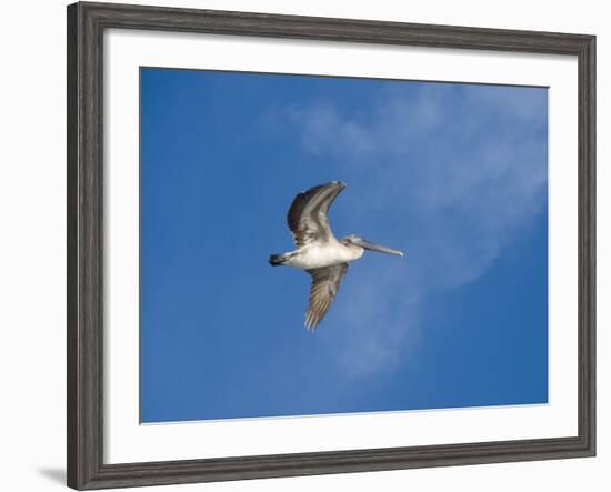 Pelicans in Flight, Sanibel Island, Gulf Coast, Florida, United States of America, North America-Robert Harding-Framed Photographic Print