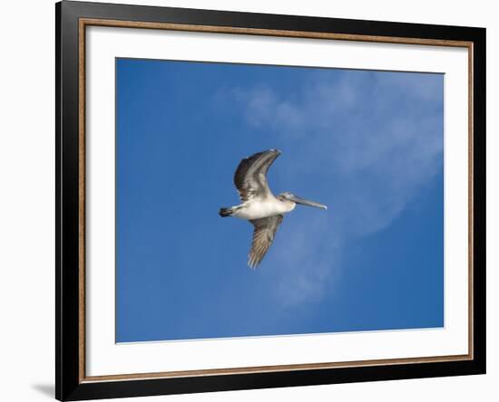 Pelicans in Flight, Sanibel Island, Gulf Coast, Florida, United States of America, North America-Robert Harding-Framed Photographic Print