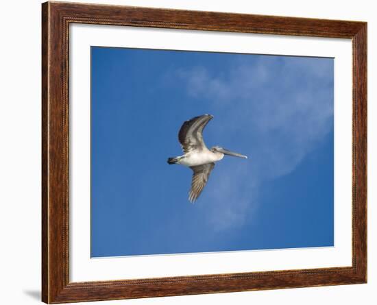 Pelicans in Flight, Sanibel Island, Gulf Coast, Florida, United States of America, North America-Robert Harding-Framed Photographic Print