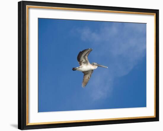 Pelicans in Flight, Sanibel Island, Gulf Coast, Florida, United States of America, North America-Robert Harding-Framed Photographic Print