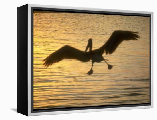 Pelicans in the Sunset at Key Biscayne, Florida-George Silk-Framed Premier Image Canvas