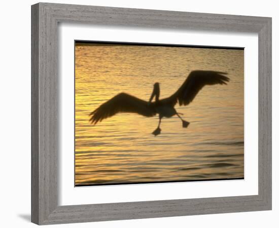 Pelicans in the Sunset at Key Biscayne, Florida-George Silk-Framed Photographic Print