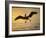 Pelicans in the Sunset at Key Biscayne, Florida-George Silk-Framed Photographic Print