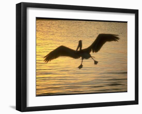 Pelicans in the Sunset at Key Biscayne, Florida-George Silk-Framed Photographic Print