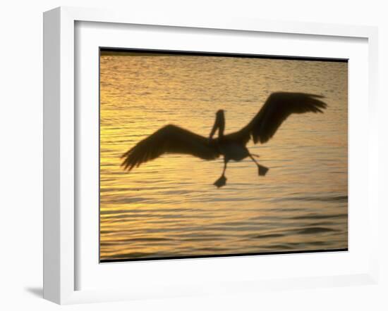 Pelicans in the Sunset at Key Biscayne, Florida-George Silk-Framed Photographic Print