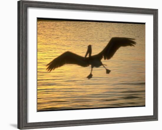 Pelicans in the Sunset at Key Biscayne, Florida-George Silk-Framed Photographic Print