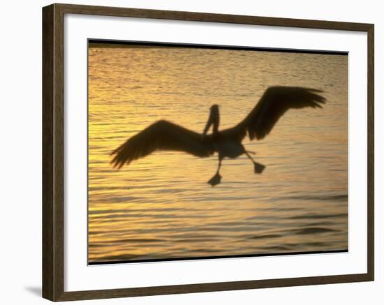Pelicans in the Sunset at Key Biscayne, Florida-George Silk-Framed Photographic Print
