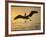 Pelicans in the Sunset at Key Biscayne, Florida-George Silk-Framed Photographic Print