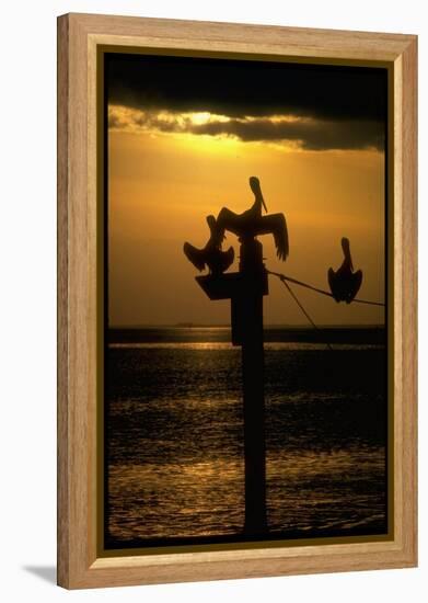 Pelicans in the Sunset at Key Biscayne, Florida-George Silk-Framed Premier Image Canvas