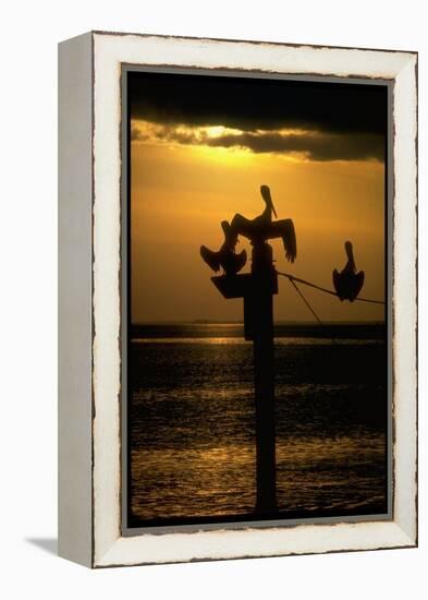 Pelicans in the Sunset at Key Biscayne, Florida-George Silk-Framed Premier Image Canvas