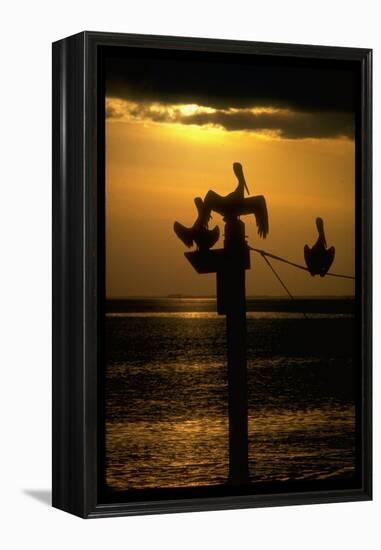 Pelicans in the Sunset at Key Biscayne, Florida-George Silk-Framed Premier Image Canvas