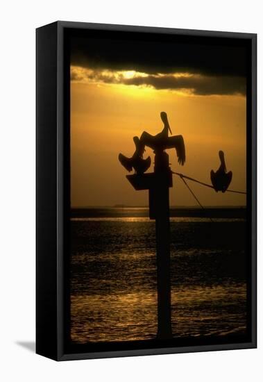 Pelicans in the Sunset at Key Biscayne, Florida-George Silk-Framed Premier Image Canvas