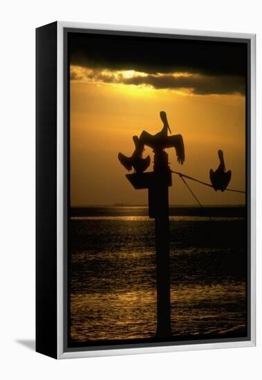 Pelicans in the Sunset at Key Biscayne, Florida-George Silk-Framed Premier Image Canvas