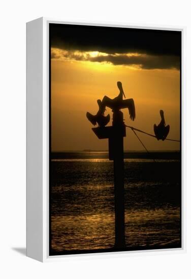 Pelicans in the Sunset at Key Biscayne, Florida-George Silk-Framed Premier Image Canvas