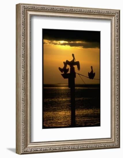 Pelicans in the Sunset at Key Biscayne, Florida-George Silk-Framed Photographic Print