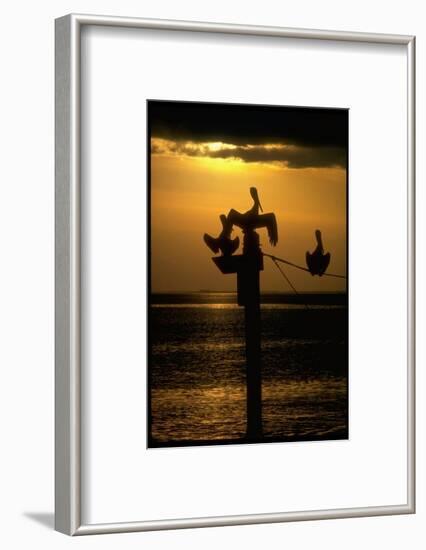 Pelicans in the Sunset at Key Biscayne, Florida-George Silk-Framed Photographic Print