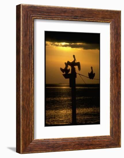 Pelicans in the Sunset at Key Biscayne, Florida-George Silk-Framed Photographic Print