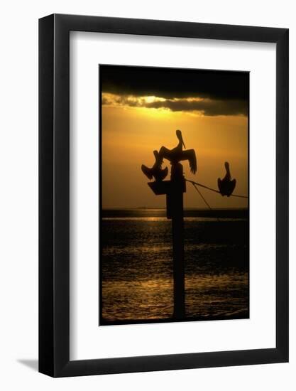 Pelicans in the Sunset at Key Biscayne, Florida-George Silk-Framed Photographic Print