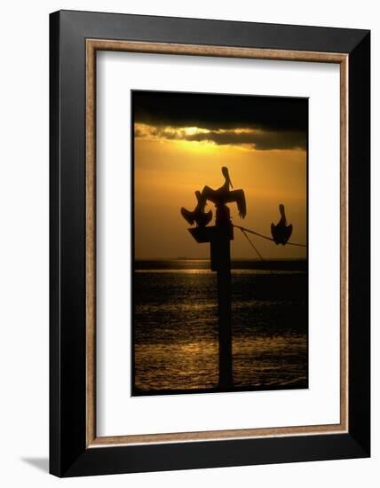 Pelicans in the Sunset at Key Biscayne, Florida-George Silk-Framed Photographic Print