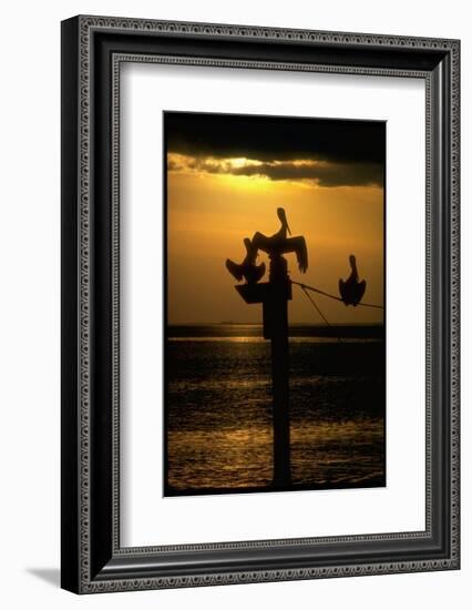 Pelicans in the Sunset at Key Biscayne, Florida-George Silk-Framed Photographic Print