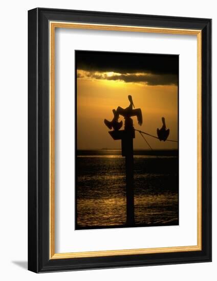 Pelicans in the Sunset at Key Biscayne, Florida-George Silk-Framed Photographic Print