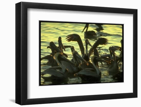 Pelicans in the Sunset at Key Biscayne, Florida-George Silk-Framed Photographic Print