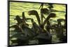 Pelicans in the Sunset at Key Biscayne, Florida-George Silk-Mounted Photographic Print