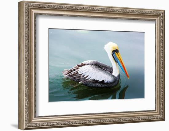 Pelicans on Ballestas Islands,Peru  South America in Paracas National Park.Flora and Fauna-vitmark-Framed Photographic Print