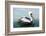 Pelicans on Ballestas Islands,Peru  South America in Paracas National Park.Flora and Fauna-vitmark-Framed Photographic Print