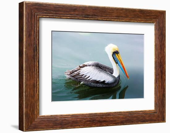 Pelicans on Ballestas Islands,Peru  South America in Paracas National Park.Flora and Fauna-vitmark-Framed Photographic Print