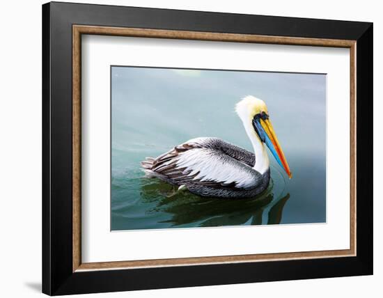 Pelicans on Ballestas Islands,Peru  South America in Paracas National Park.Flora and Fauna-vitmark-Framed Photographic Print