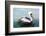 Pelicans on Ballestas Islands,Peru  South America in Paracas National Park.Flora and Fauna-vitmark-Framed Photographic Print