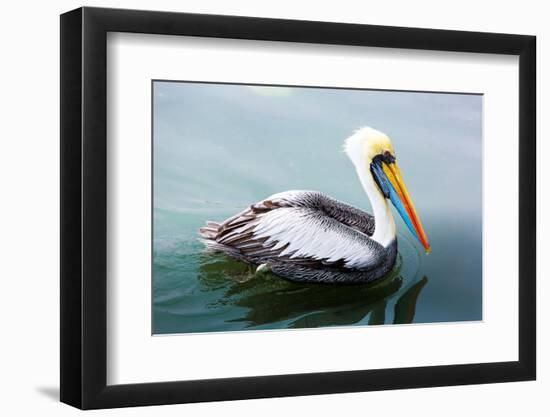 Pelicans on Ballestas Islands,Peru  South America in Paracas National Park.Flora and Fauna-vitmark-Framed Photographic Print