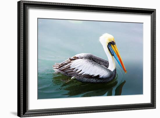 Pelicans on Ballestas Islands,Peru  South America in Paracas National Park.Flora and Fauna-vitmark-Framed Photographic Print